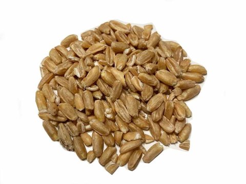 ORKISZ ZIARNO SCHWABENKORN ORAZ OBERKULMER ROTKORN 5KG SWOJSKA PIWNICZKA ORKISZ ZIARNO SCHWABENKORN ORAZ OBERKULMER ROTKORN 5KG SWOJSKA PIWNICZKA